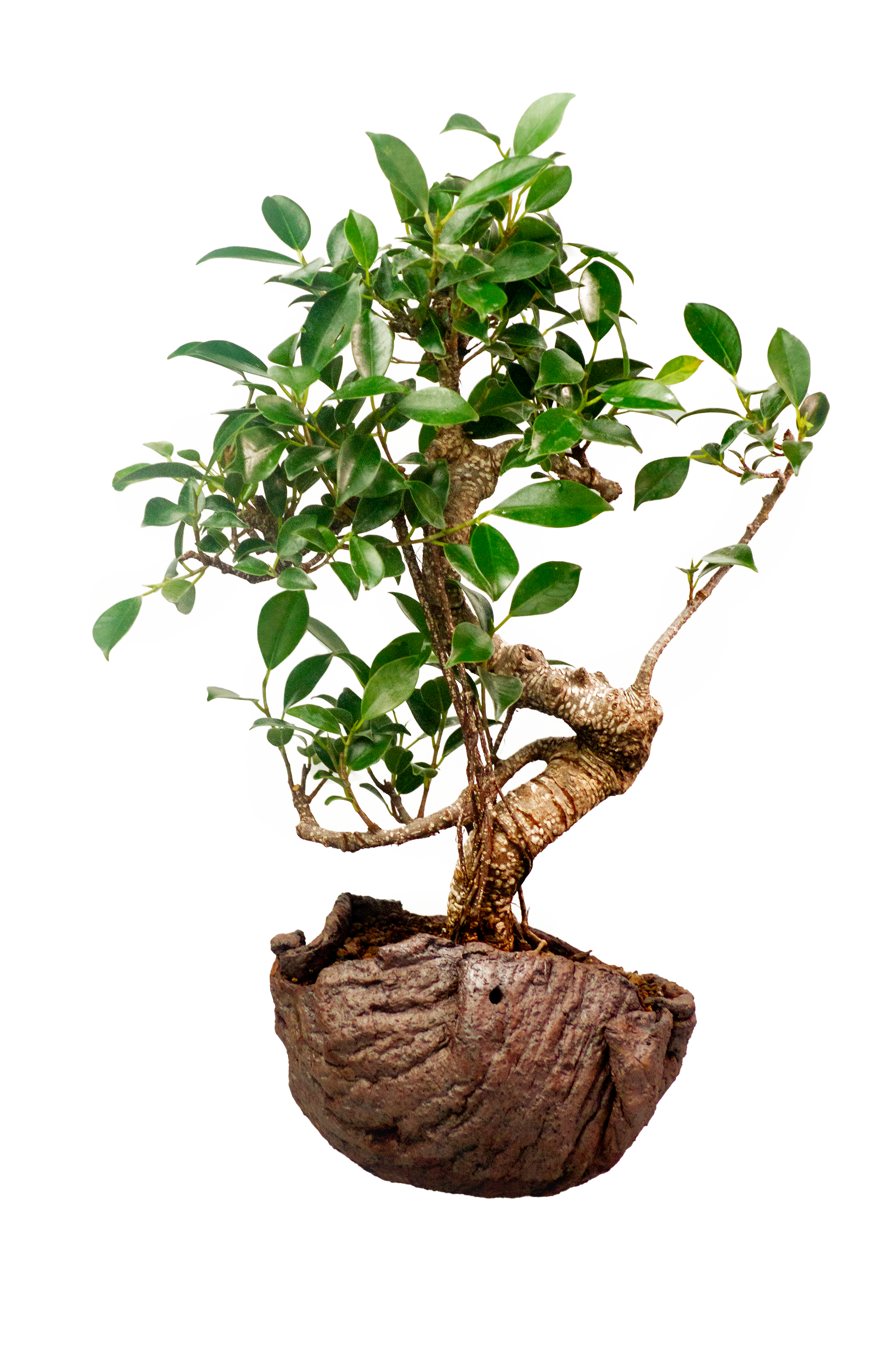 Ficus Bonsai 25 cm with Ceramic Pot - SKU: B25FIC
