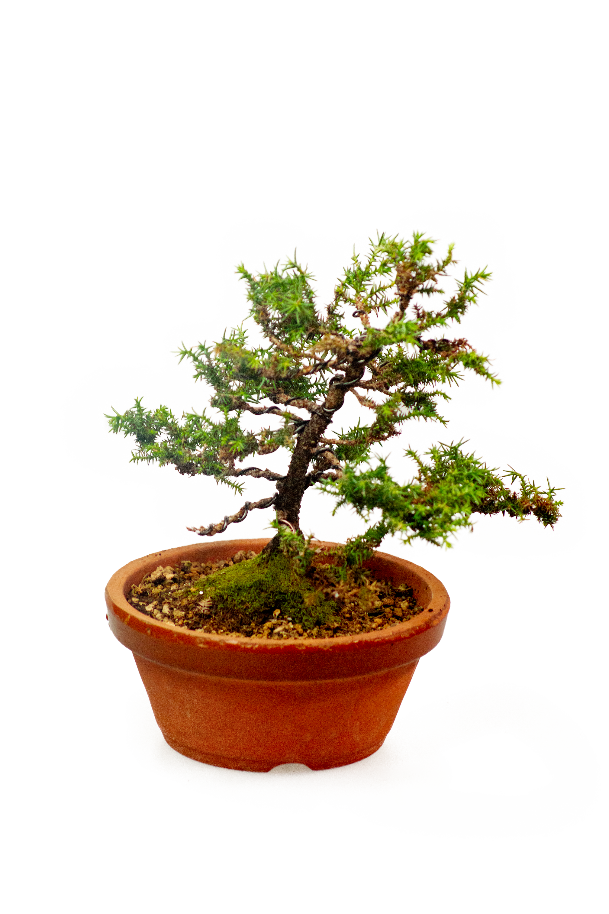 Cedar Bonsai 18 cm with Ceramic Pot - SKU: B18CED