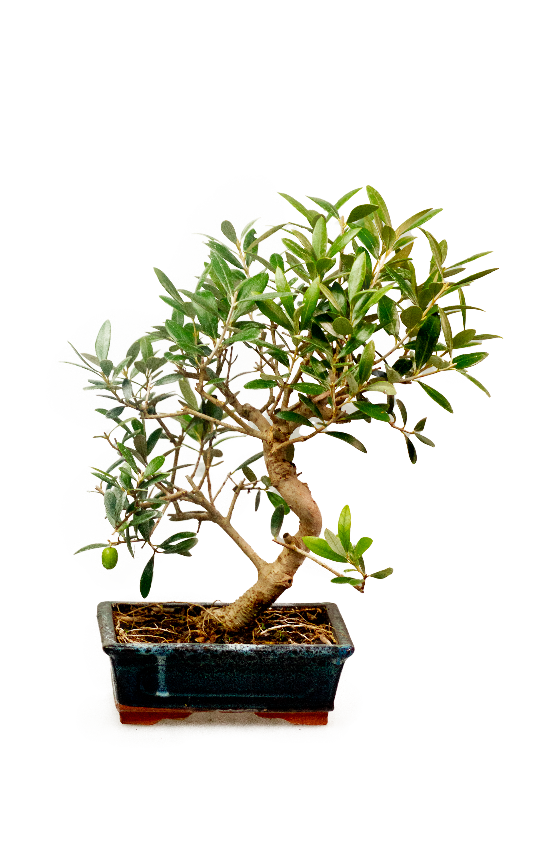Olive Bonsai 39 cm with Ceramic Pot - SKU: 39MAS