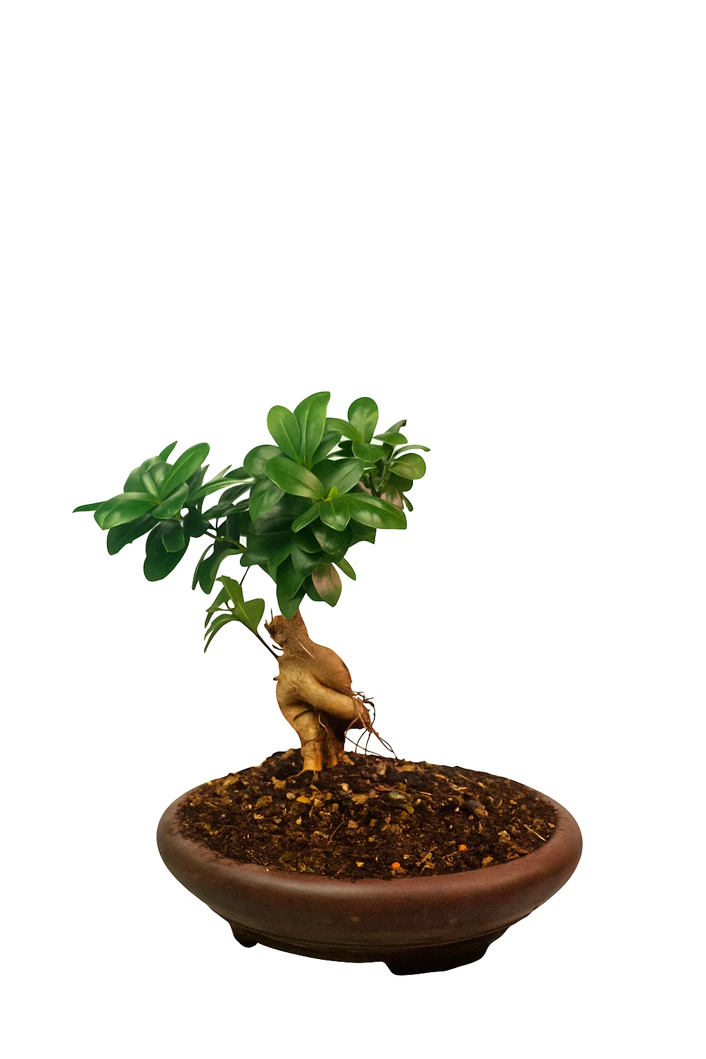 Ficus Bonsai 16cm with Ceramic Pot - SKU:B16FIC