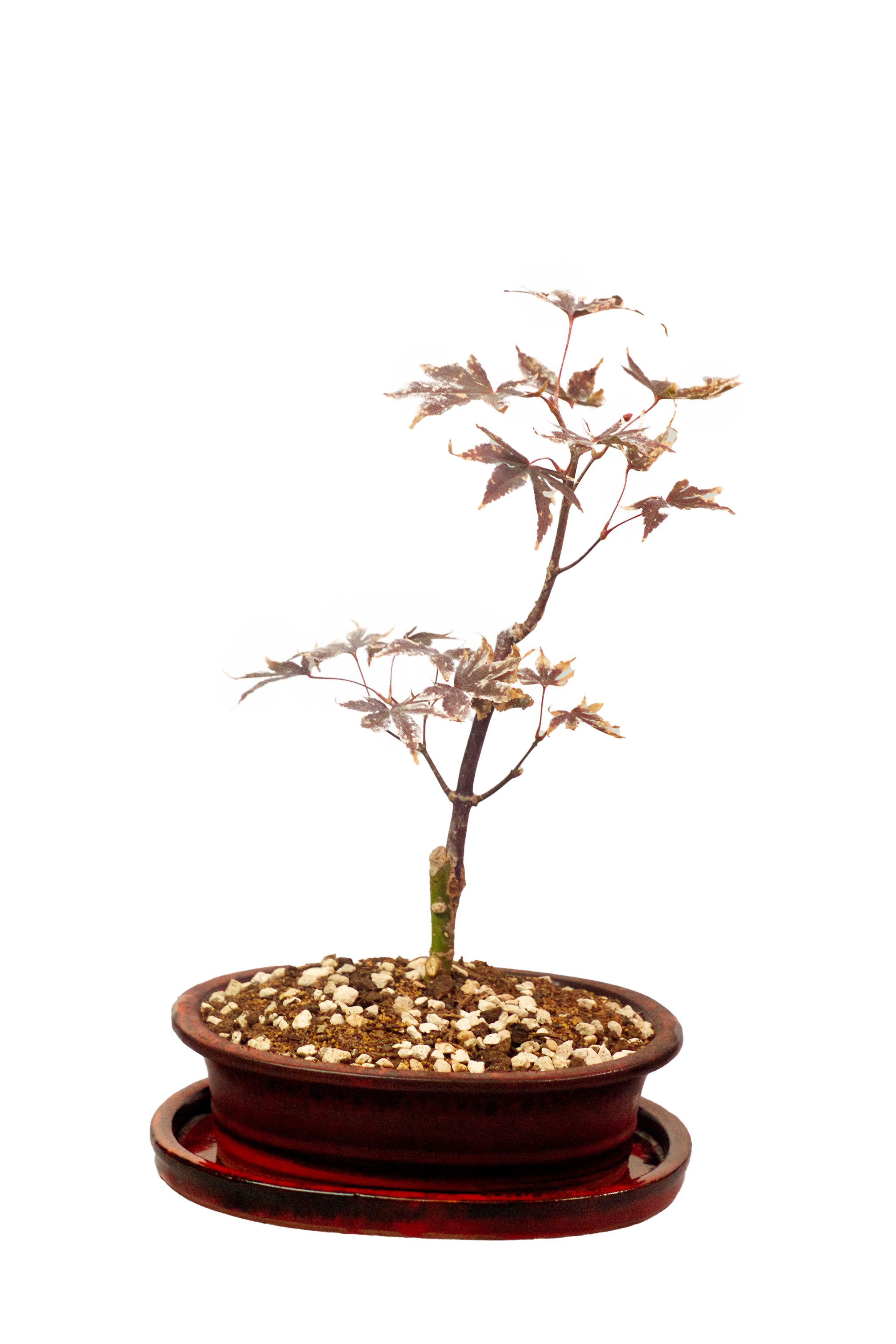Maple Bonsai 20cm with Ceramic Pot - SKU:B20ART