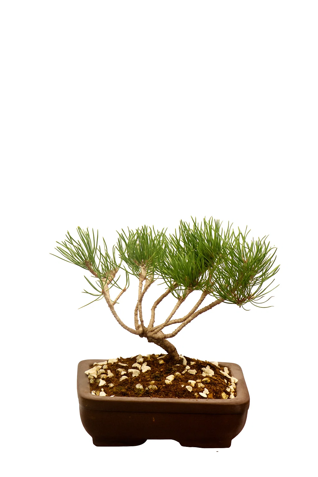 Pine Bonsai 10cm with Ceramic Pot - SKU:B10PIN1