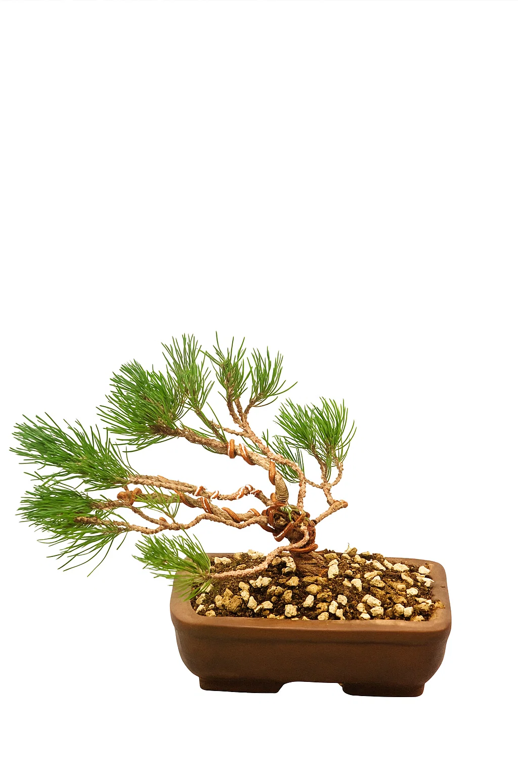 Pine Bonsai 10cm with Ceramic Pot - SKU:B10PIN2