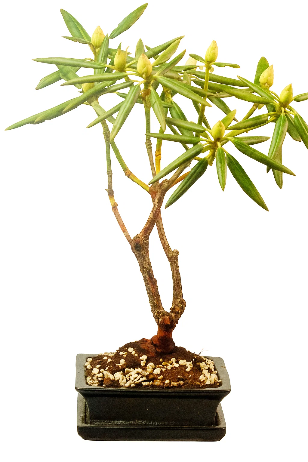 Rhododendron Bonsai 30 cm with Ceramic Pot - SKU:B30ROD