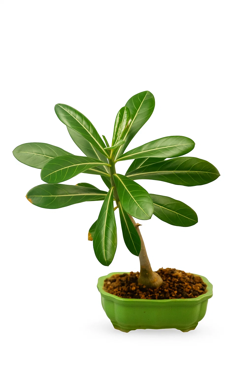 Desert Rose Bonsai 20 cm with Ceramic Pot - SKU:B20DES