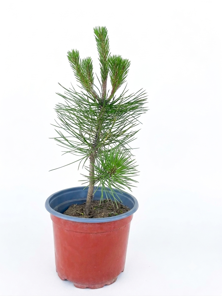Prebonsai Pine 30 cm with Plastic Pot – SKU: PB30PIN6:15